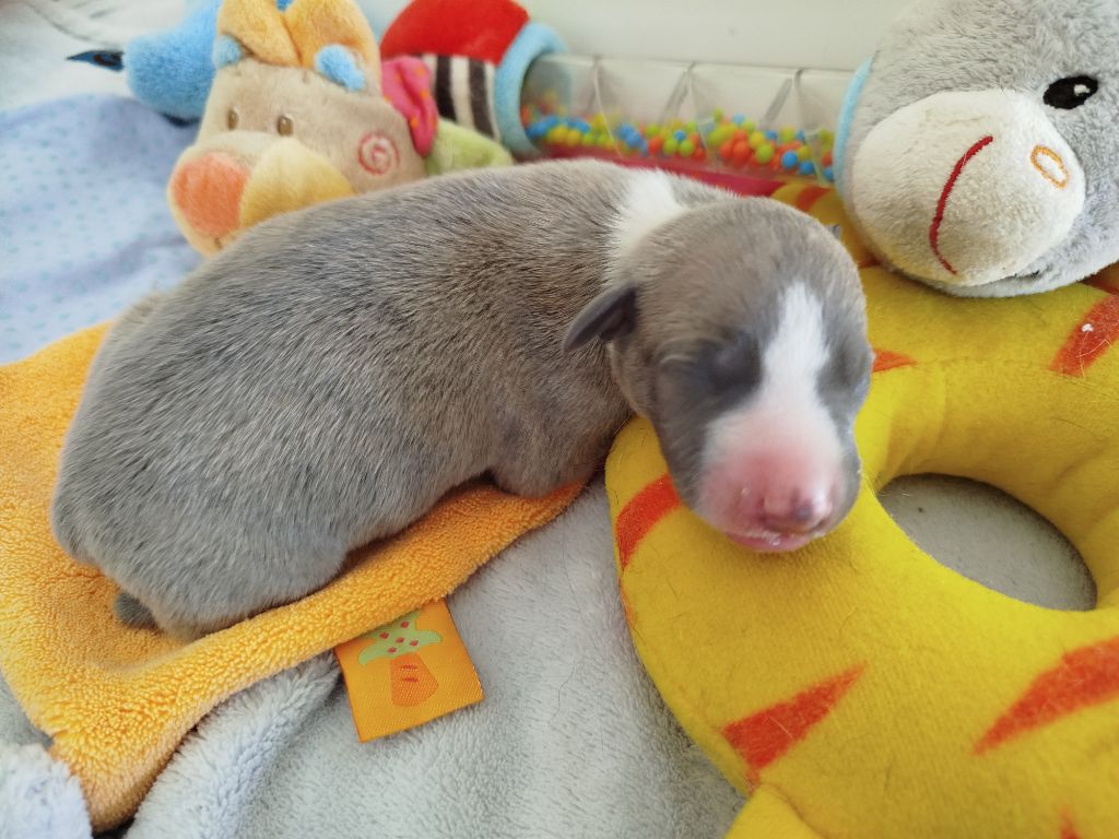 De La Fontaine Mary-Rose - Chiots disponibles - Whippet