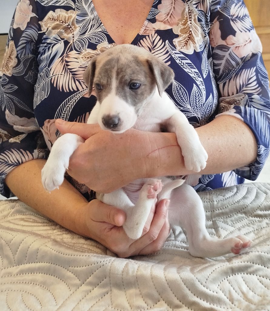 De La Fontaine Mary-Rose - Chiots disponibles - Whippet