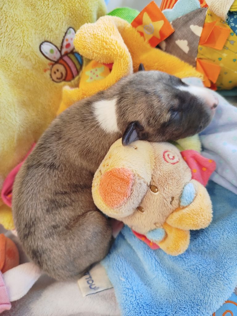 De La Fontaine Mary-Rose - Chiots disponibles - Whippet