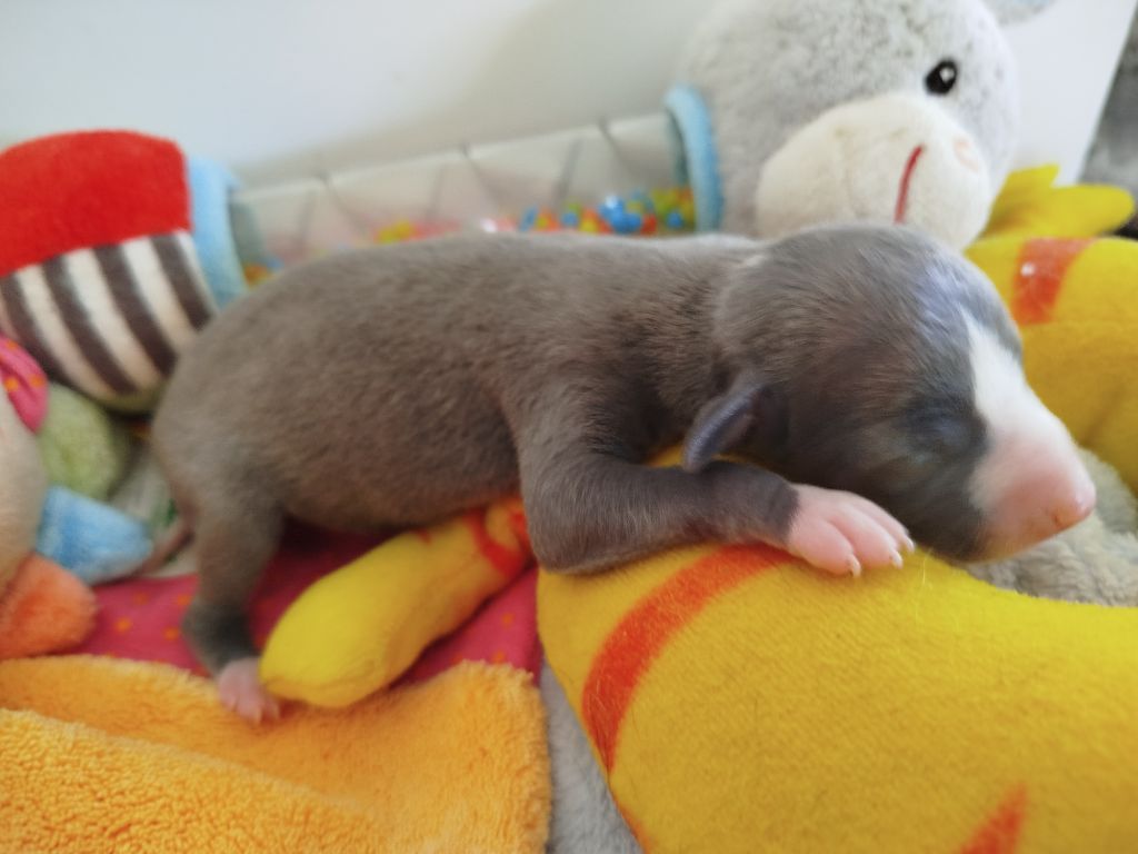 De La Fontaine Mary-Rose - Chiots disponibles - Whippet