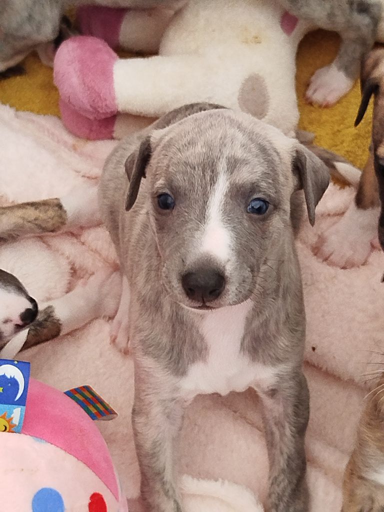 De La Fontaine Mary-Rose - Whippet - Portée née le 22/02/2024