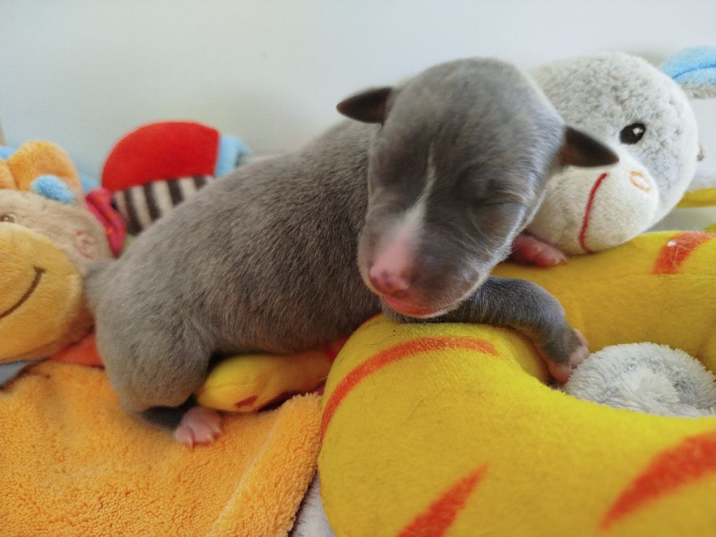 De La Fontaine Mary-Rose - Chiots disponibles - Whippet